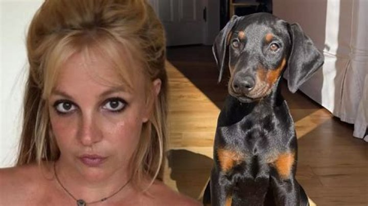 
Britney Spears Gets Strict Warning from Animal Control After her Dog Bites Elderly Man 