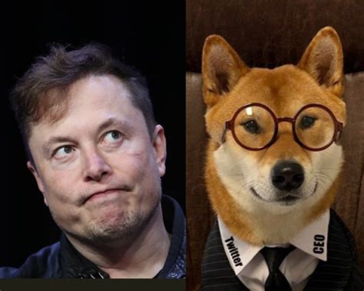 
Elon Musk has a new CEO for X/Twitter: Who is she and where will his dog Floki go? 