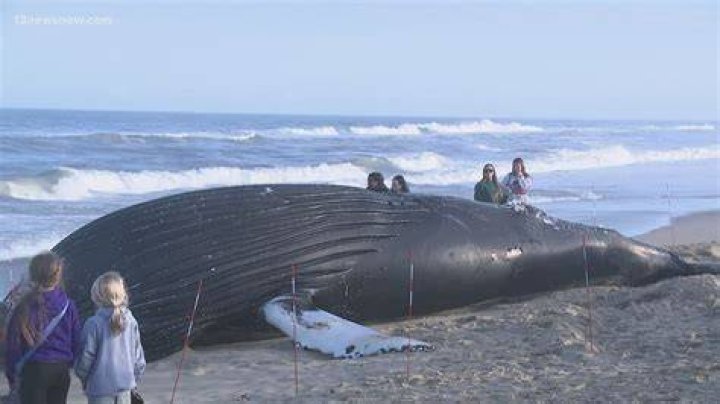 
Jersey Shore’s 7th Dead Whale “Terrible News on Top of Bad News” 