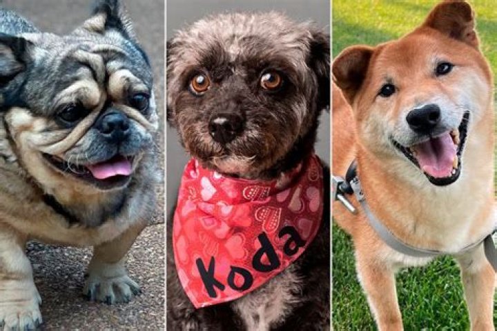 
Meet the Top 3 Adorable Canines Ready to Win the 2022 World’s Cutest Rescue Dog Contest 