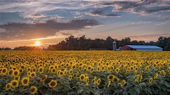 
Top 10 Most Beautiful Sunflower Fields Around the Country 