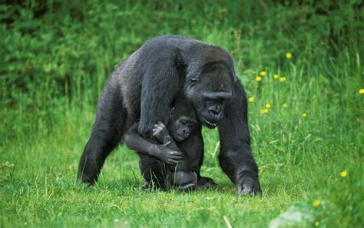 Who are Glorillas Parents? Glorilla Biography, Parents Name, Nationality and More
