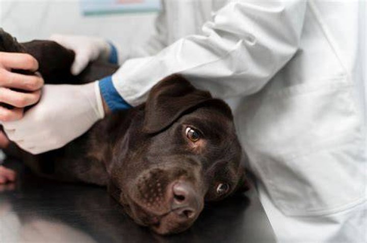 
Why did Olympe want to get euthanized? YouTuber’s doctor sheds light on Belgium’s “death ward” 